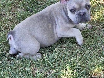 French Bulldog Puppies Blue Fawn AKC