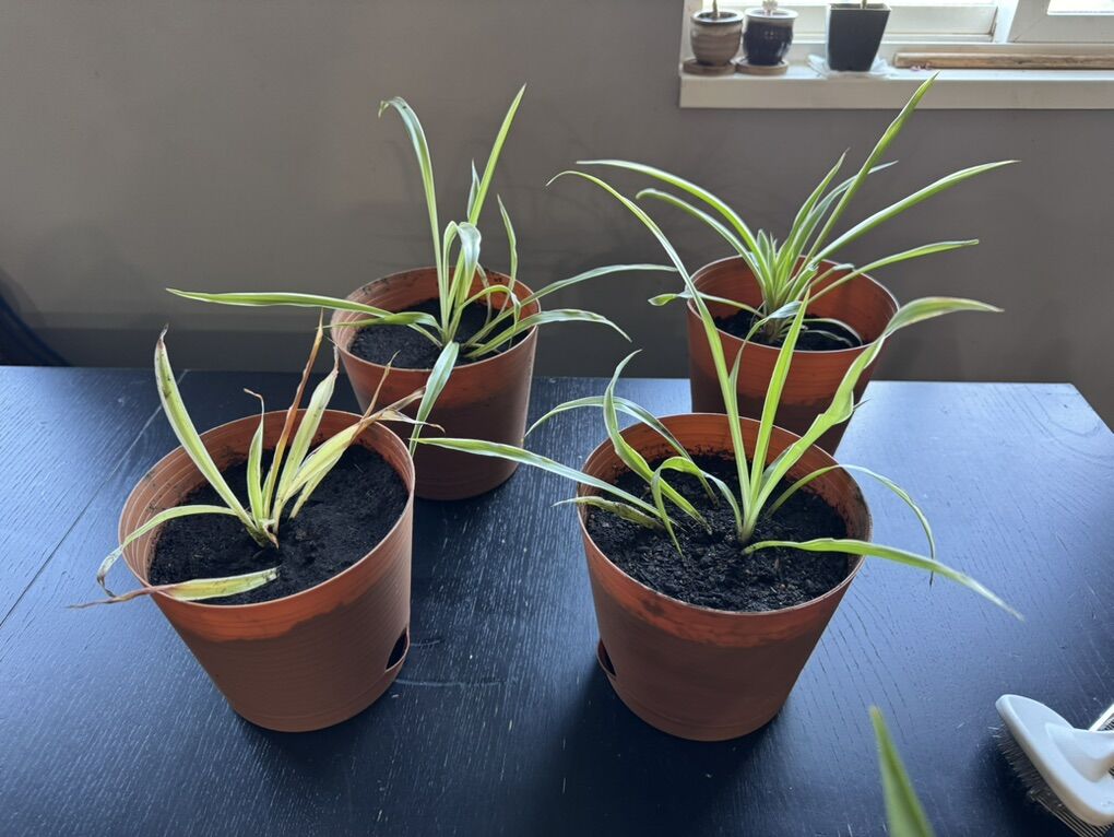 Awesome Spider Plants Need Homes.