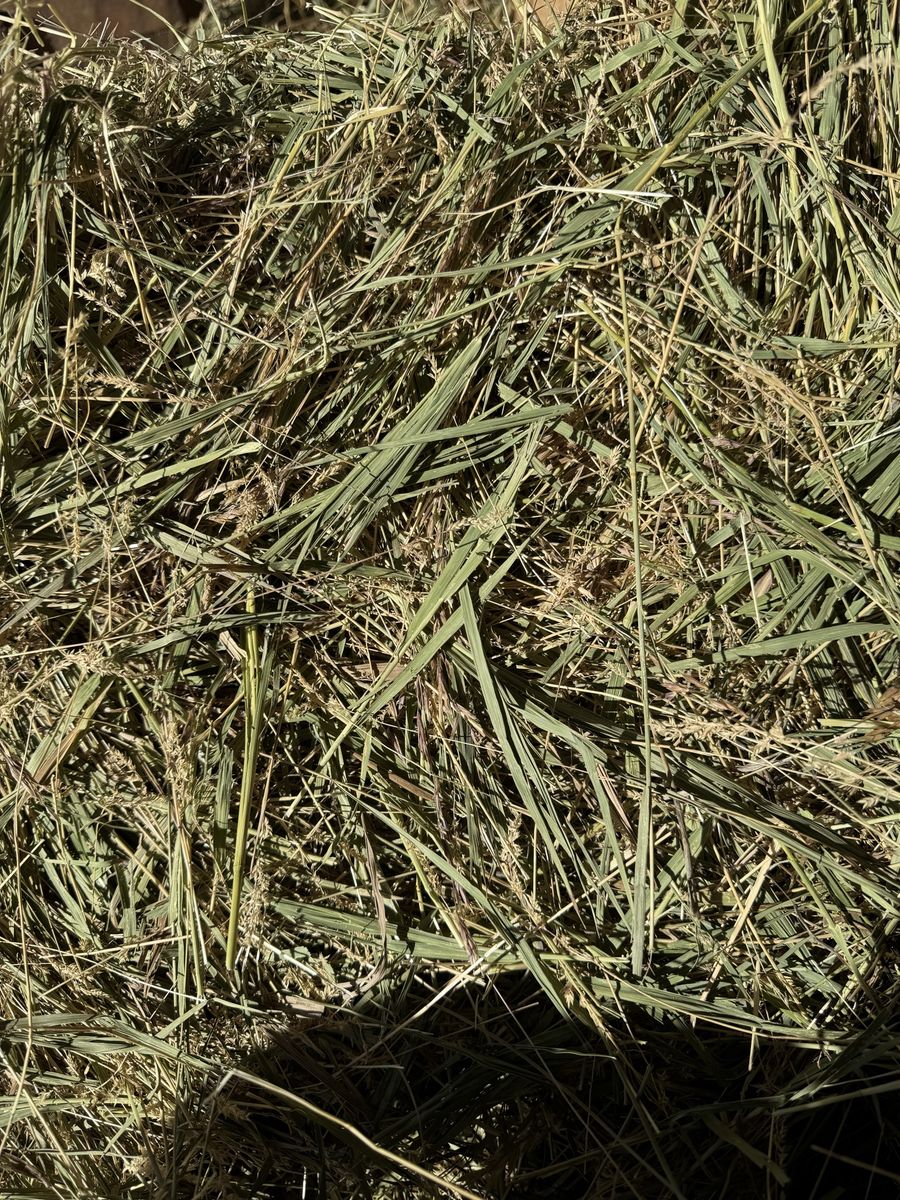Grass Hay
