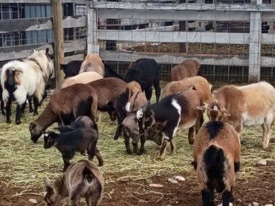 Barbados sheep/ Nigerian goats