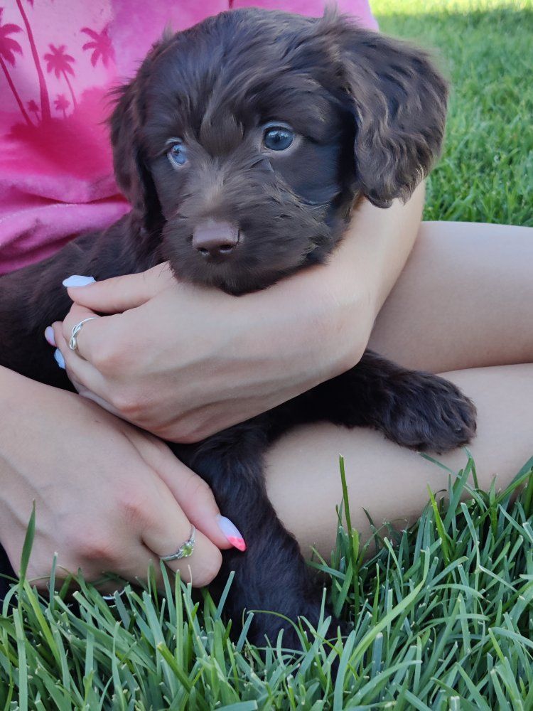 Mini golden aussiedoodle puppies for sale