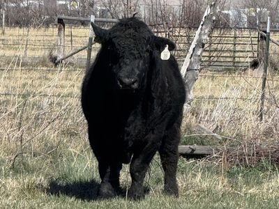 Black Bull - Simmental - calving ease
