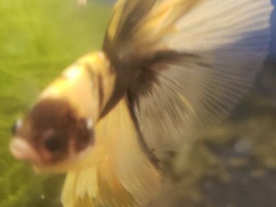 Import Beautiful Gold & Black Betta Fish - Vibrant, Healthy Male for Aquarium
