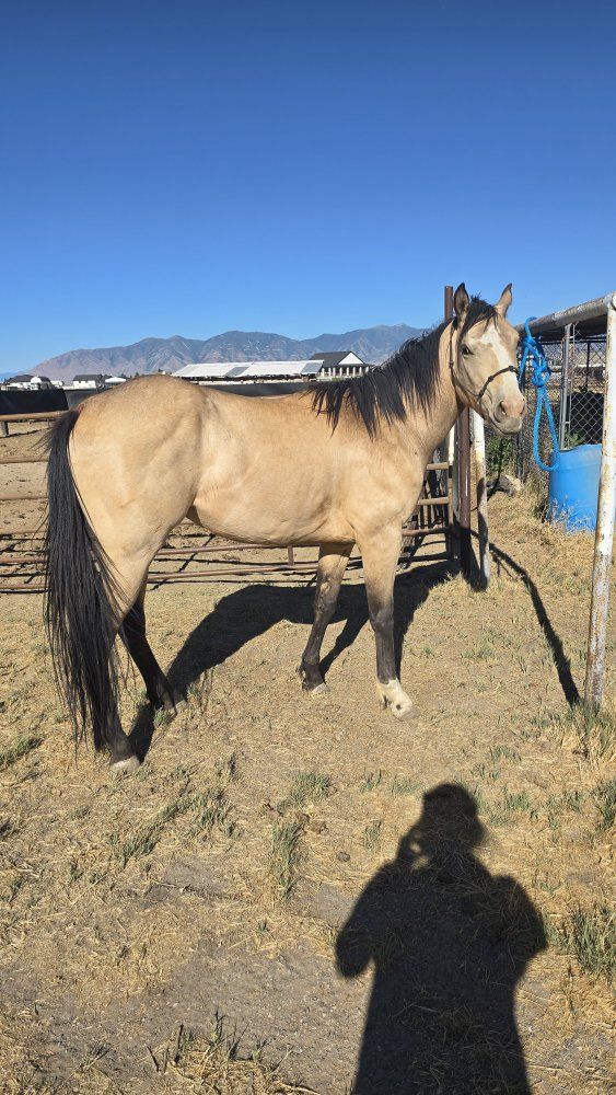 3 year old grade gelding