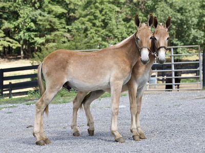 Yearling Draft Mule Colts for Sale