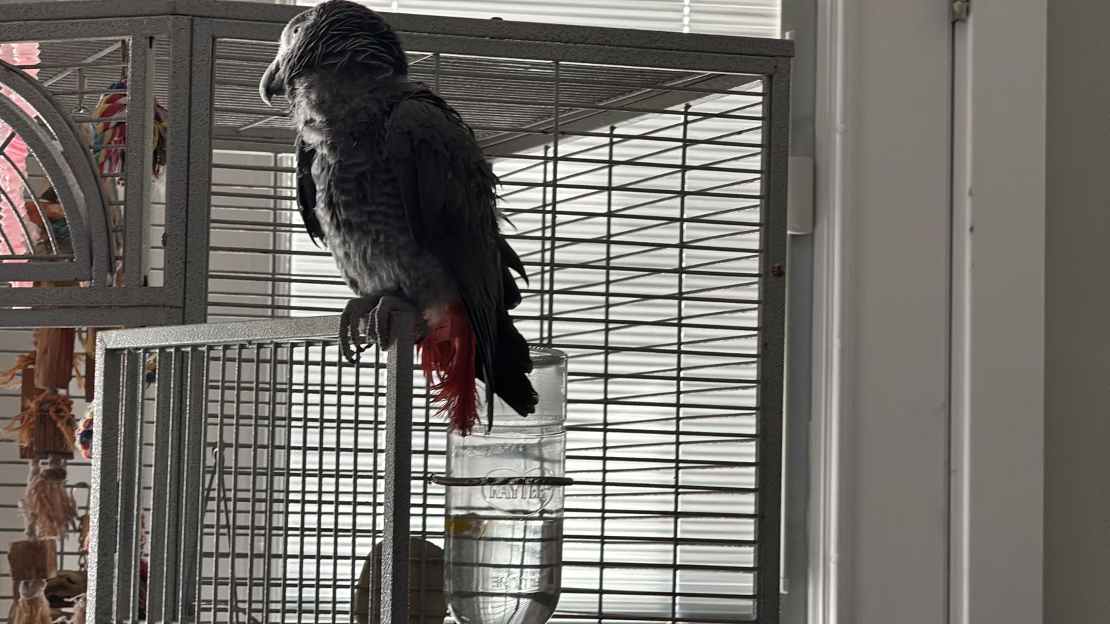 African Grey Congo