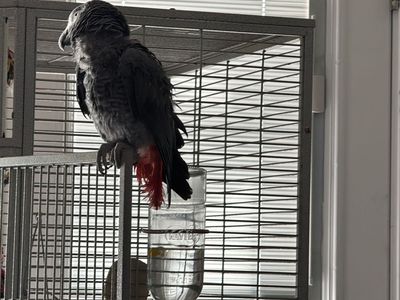 African Grey Congo