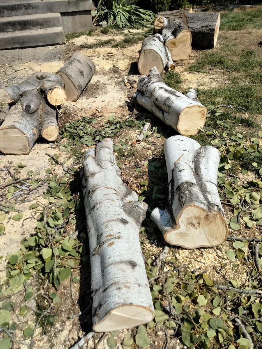 Free firewood 