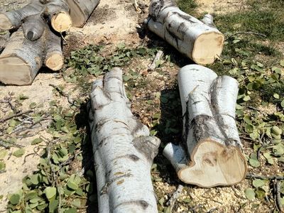Free firewood