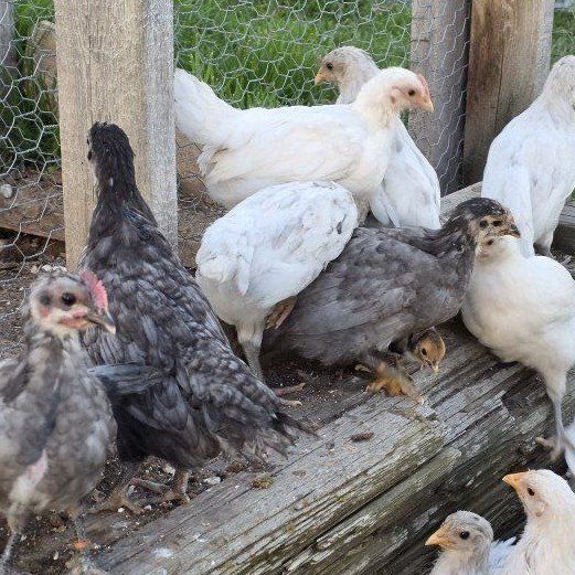 3 Silverrudd. Blue cockerels *rare breed*