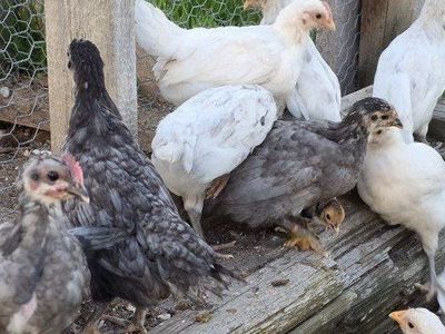 3 Silverrudd. Blue cockerels *rare breed*