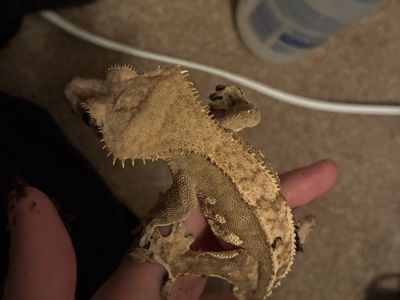 Proven Male crested gecko