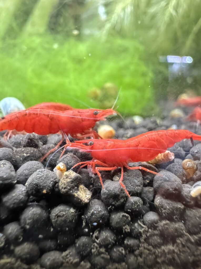 Cherry Shrimp