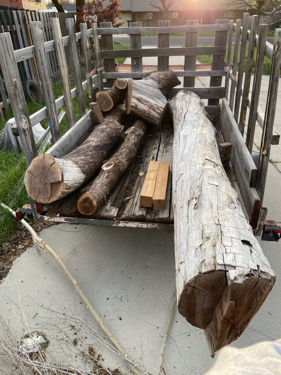 Black Walnut Logs