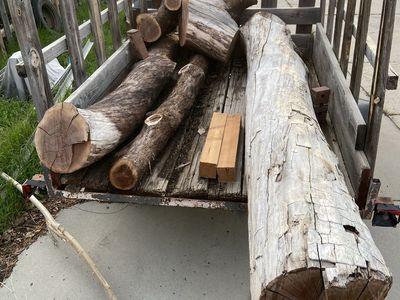 Black Walnut Logs