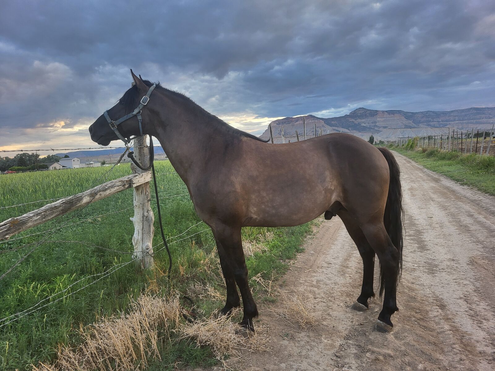 Rocky Mountain Stallion
