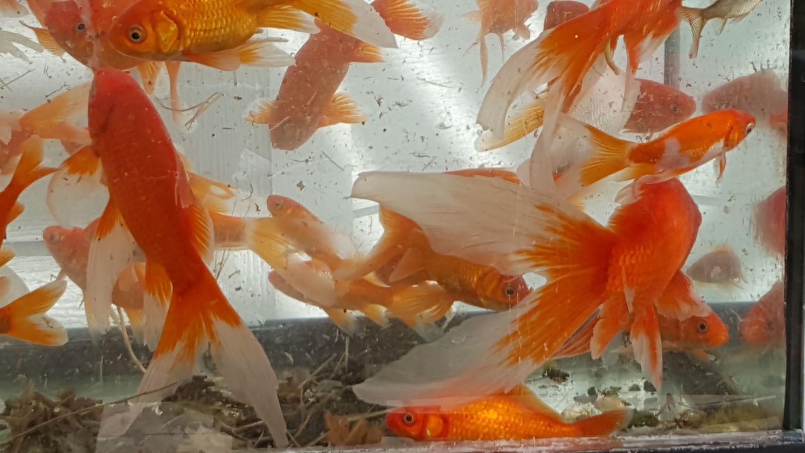 Utah raised Pond Fish