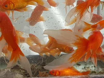 Utah raised Pond Fish
