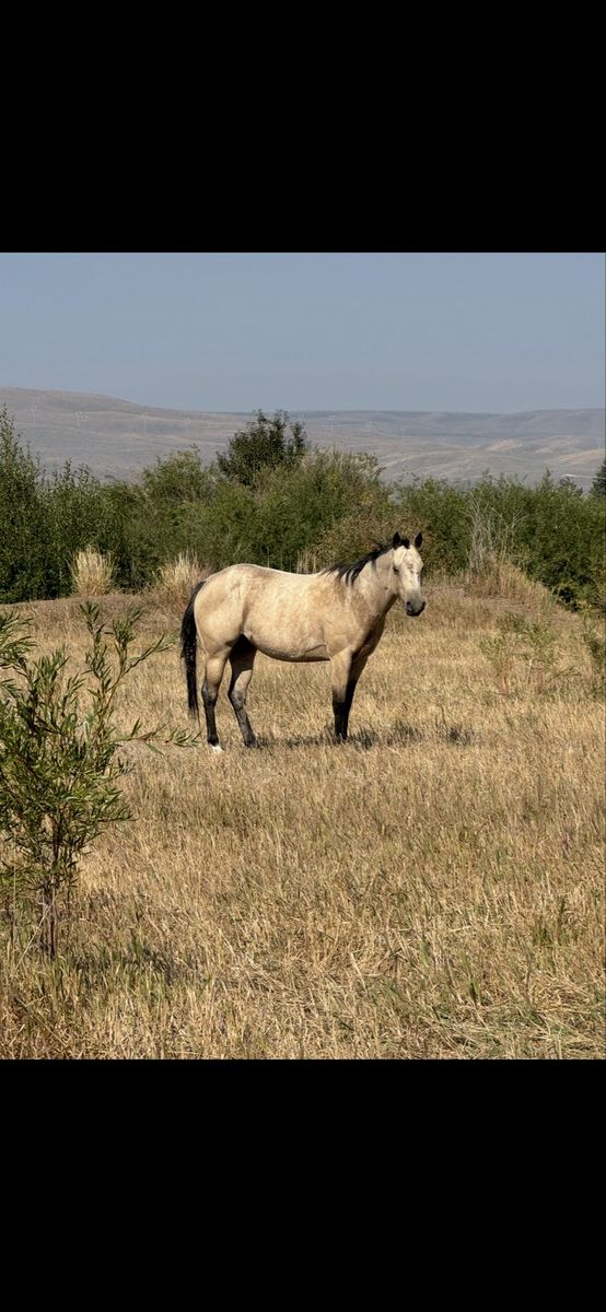 5 year old buckskin mare. AQHA Registered.