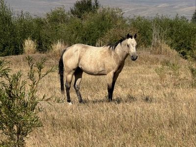 5 year old buckskin mare. AQHA Registered.