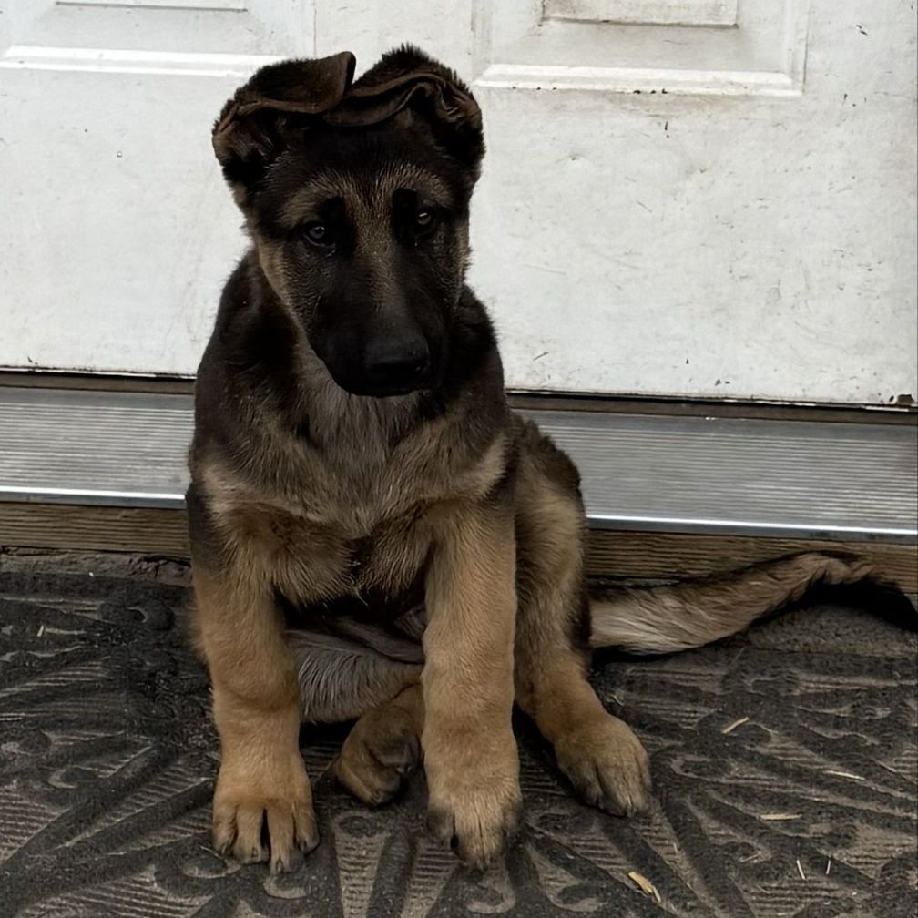 AKC German Shepherd Puppies For Sale