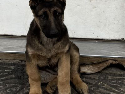AKC German Shepherd Puppies For Sale