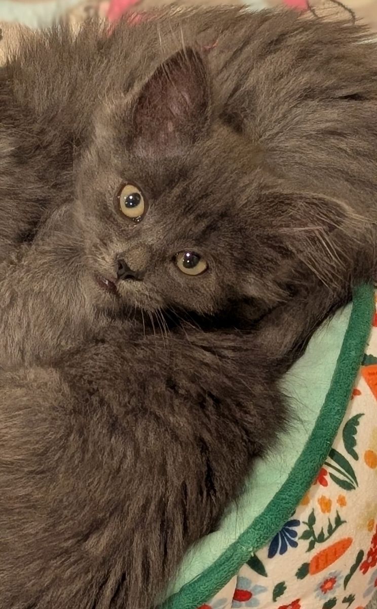 A163717 Judy is Available for Adoption!