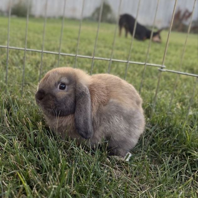 Baby Holland Lop