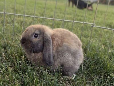 Baby Holland Lop
