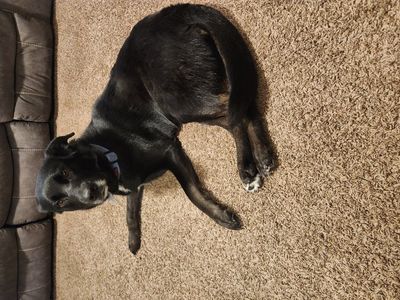 Rehoming our Lab/Husky Mix