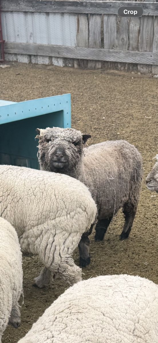 Babydoll Southdown Ewe