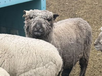Babydoll Southdown Ewe