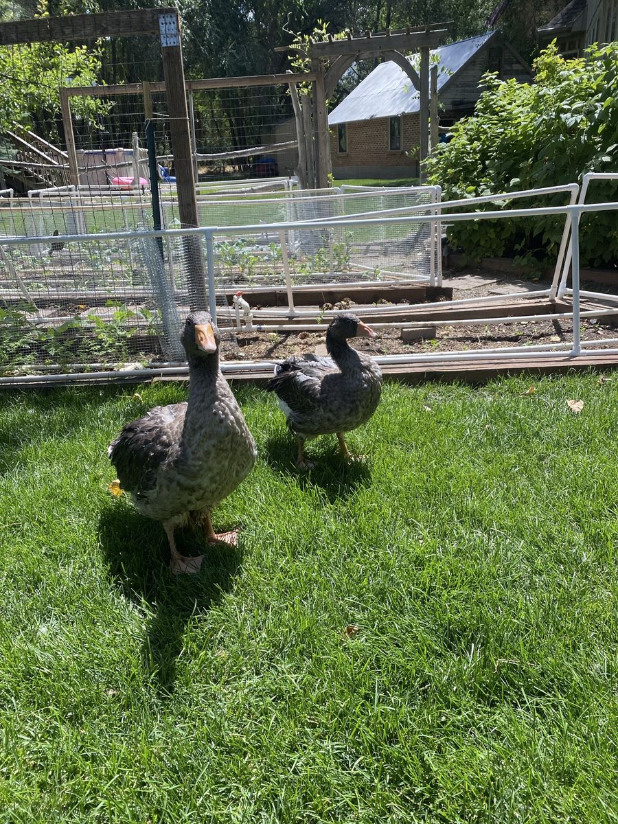 French Toulouse geese 1 male 2 females