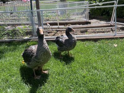 French Toulouse geese 1 male 2 females