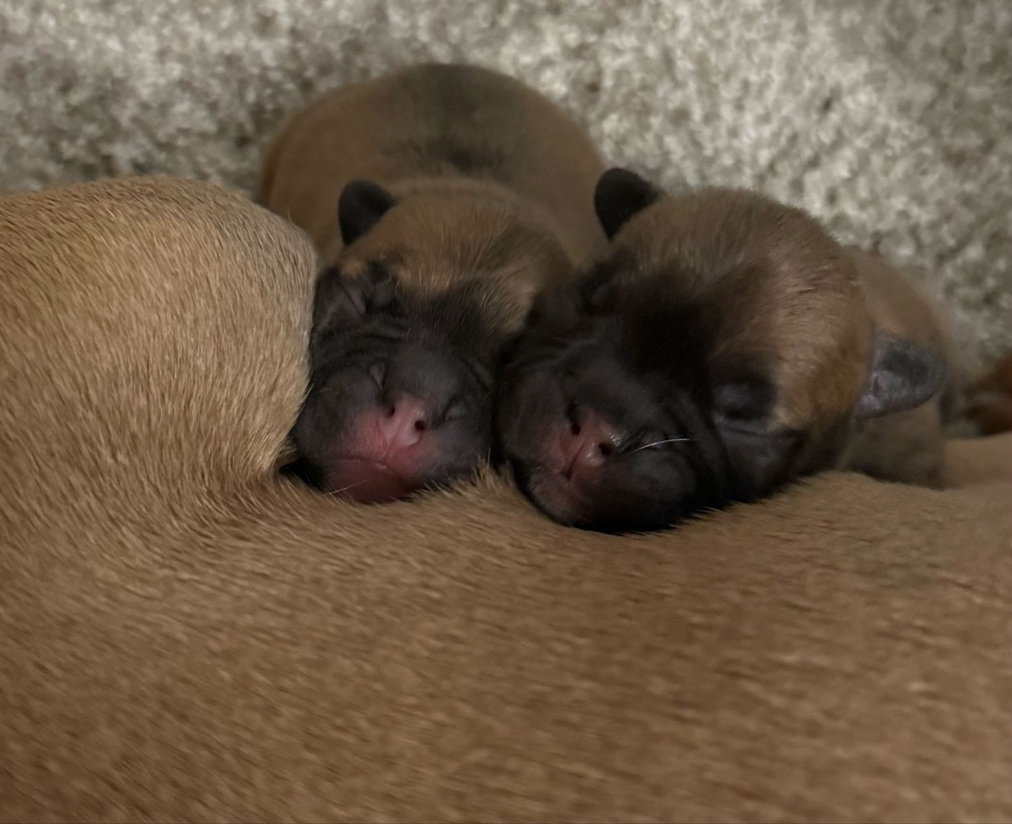 two female French bulldogs available
