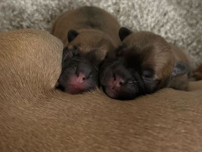 two female French bulldogs available