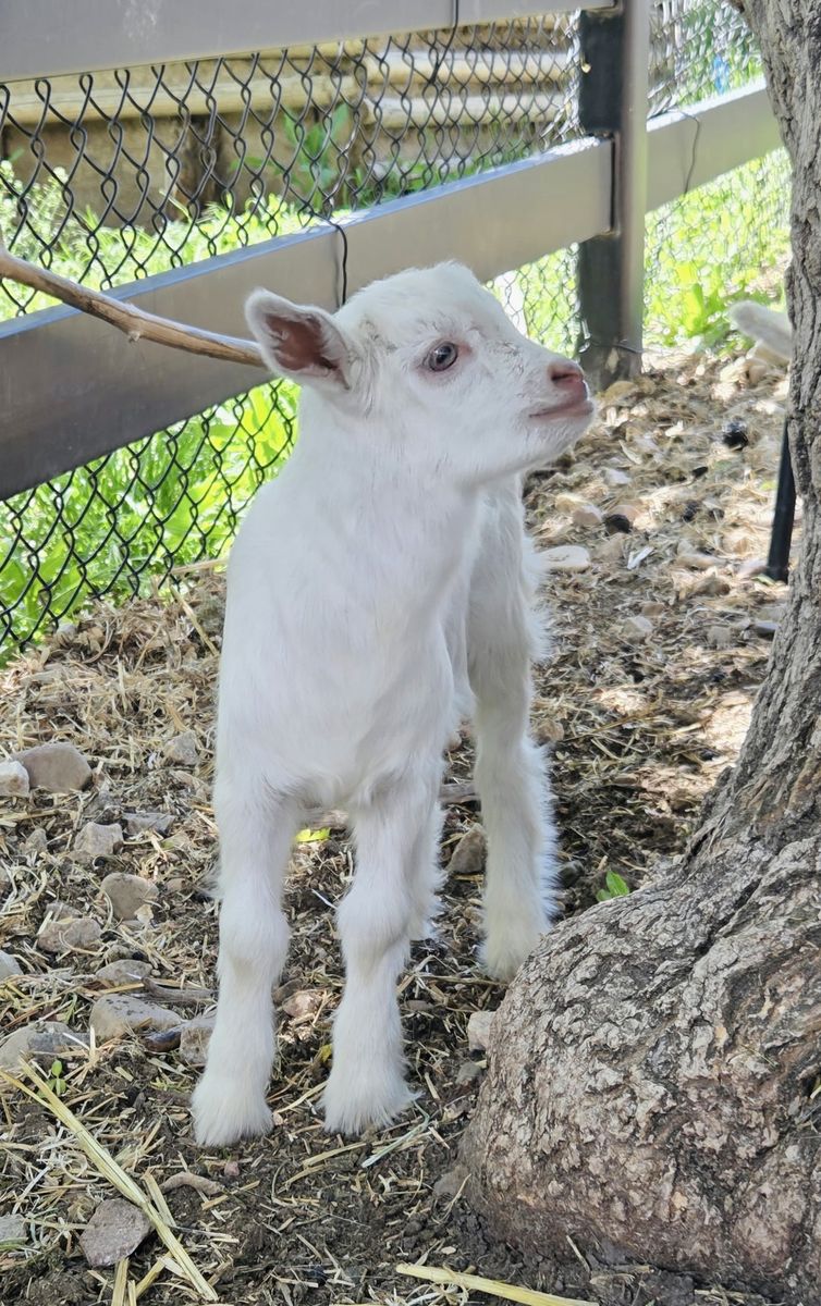 Fainting Buck Goat Available – Darius | Maple Creek Farm