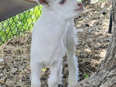 Fainting Buck Goat Available – Darius | Maple Creek Farm