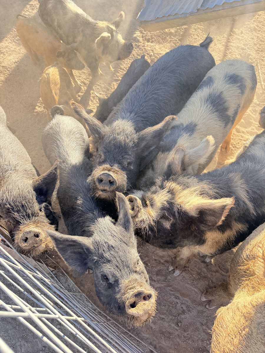 Free pigs