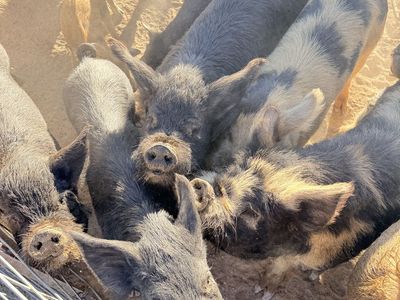 Free pigs