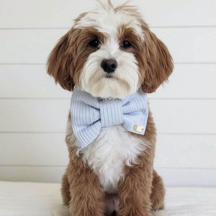 7lb Micro Goldendoodle Stud Charlie - Proven 100% Clear