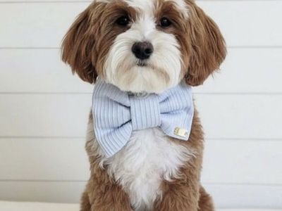 7lb Micro Goldendoodle Stud Charlie - Proven 100% Clear