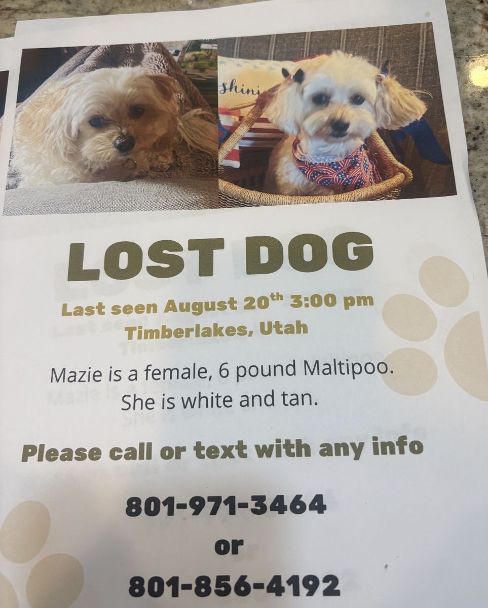 $1000 reward for lost dog