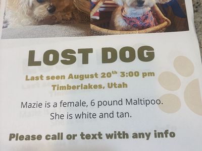 $1000 reward for lost dog