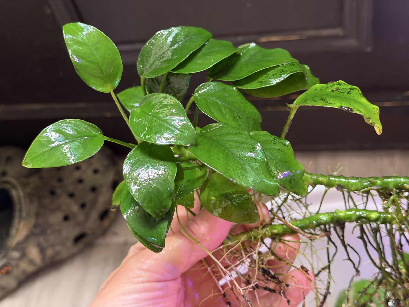 Anubias Nana Live Aquarium Plant