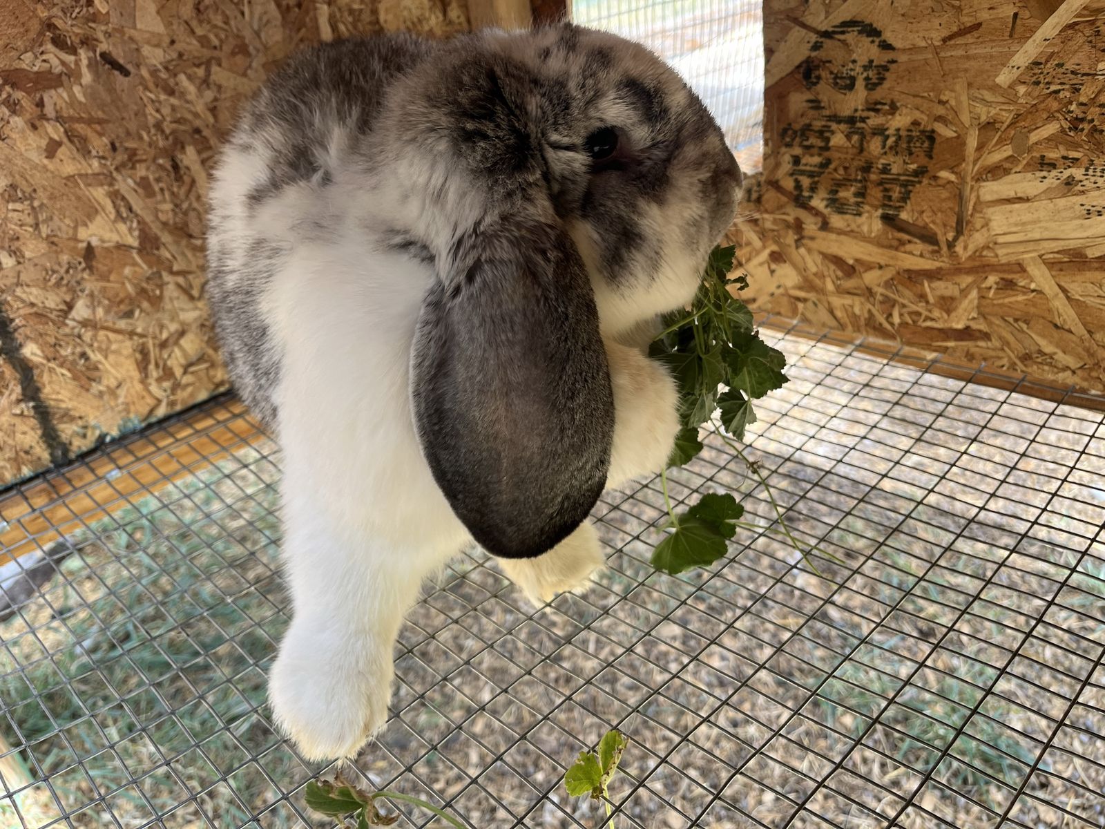 French Lop Doe