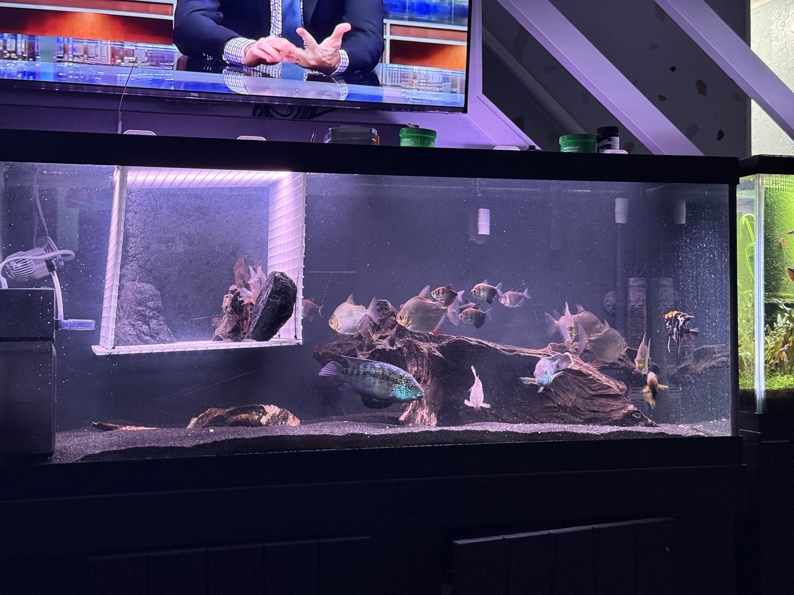 Complete Cichlid & Community Fish Group – 75 Gallon Setup Clearance