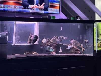 Complete Cichlid & Community Fish Group – 75 Gallon Setup Clearance
