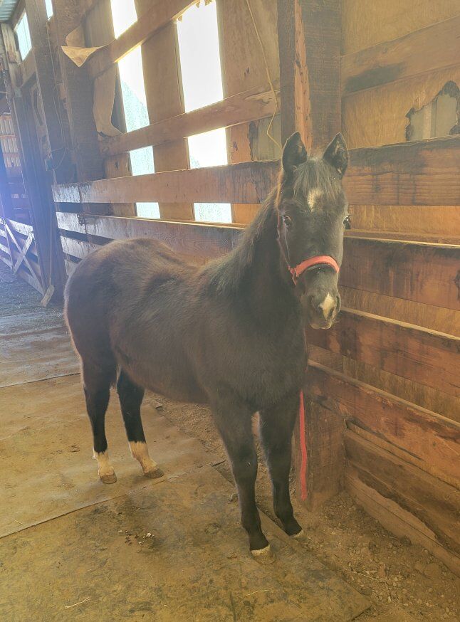 Registered APHA filly