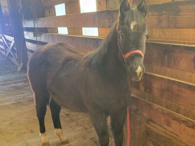 Registered APHA filly